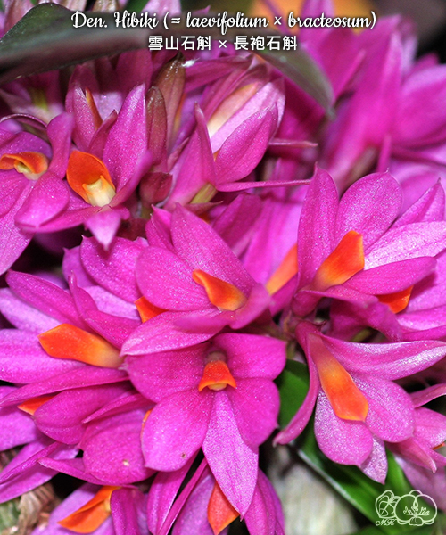 美琪園藝Miki Orchid - 批發專區